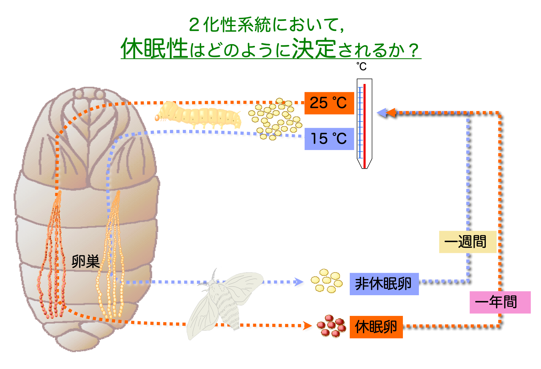 研究紹介 – カイコとシルクの塩見研究室 | 繊維学部 | 信州大学