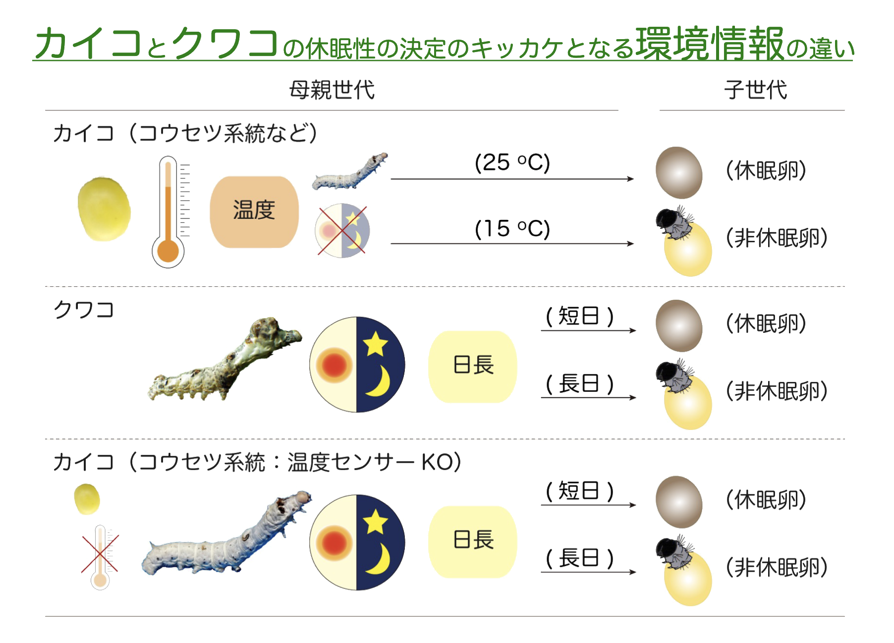 研究紹介 – カイコとシルクの塩見研究室 | 繊維学部 | 信州大学