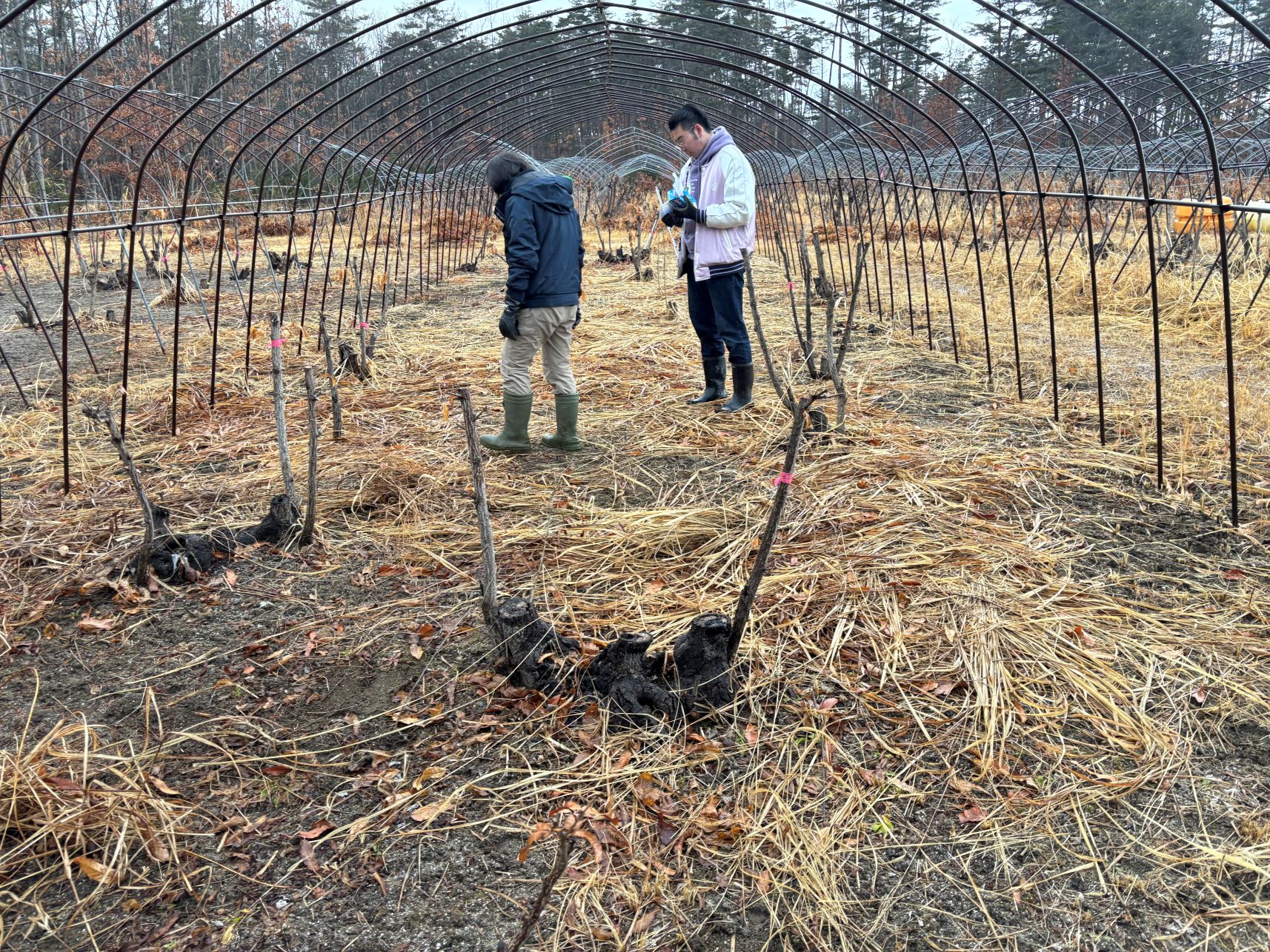 クヌギ飼育林3月の作業（その２）